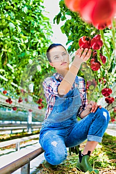 Young beautiful farmer picking tomato in greenhouse