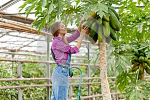 Young beautiful female gardener ooking for yellow papaya