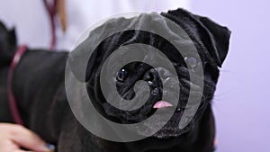 Young beautiful female vet examining a cute pug at the veterinarian clinic using stethoscope. Clinical medical checkup