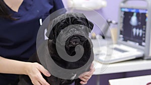 Young beautiful female vet examining a cute pug at the veterinarian clinic using stethoscope. Clinical medical checkup