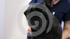 Young beautiful female vet examining a cute pug at the veterinarian clinic using stethoscope. Clinical medical checkup