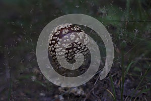 Young and beautiful fly agaric mushroom