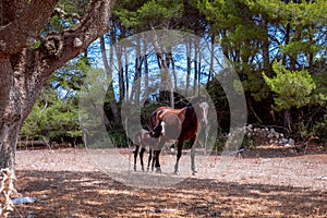 Young beautiful foal Menorquin horse with his mom in the pasture. Menorca Balearic Islands, Spain