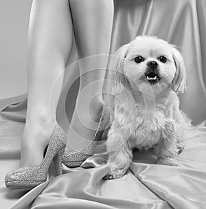 A young beautiful girl in beige high-heeled shoes with a white small dog on a pink background