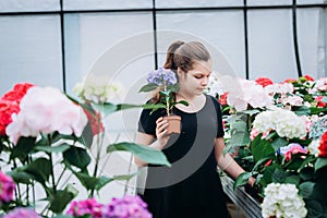 Young beautiful girl in a greenhouse with spring hydrangea flowers