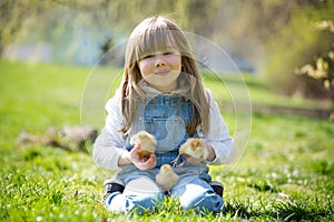 Young beautiful girl, playing with little newborn chick in the p