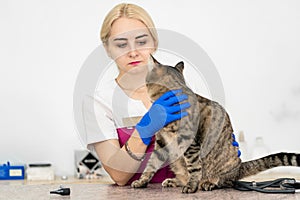 Young beautiful girl vet hugs and soothes a cat before examination