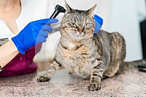 Young beautiful girl a veterinarian examines a cat`s ears with an otoscope. Cat is not happy