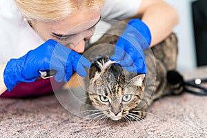 Young beautiful girl a veterinarian examines a cat`s ears with an otoscope. Cat is not happy