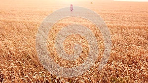 A young beautiful girl walks in a golden ripe wheat field at sunset.