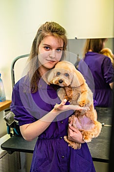 A young beautiful hairdresser girl holds a small Maltese dog in her arms in a grooming salon for animals