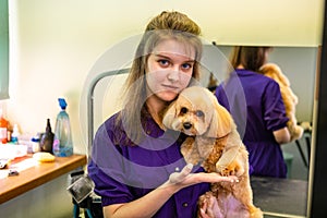 A young beautiful hairdresser girl holds a small Maltese dog in her arms in a grooming salon for animals