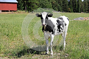 Young Beautiful Holstein-Friesian Cow in the Summer