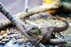 Young beautiful iguana