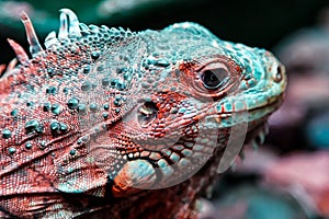 Young beautiful iguana