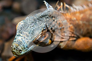 Young beautiful iguana