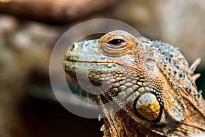 A young beautiful iguana