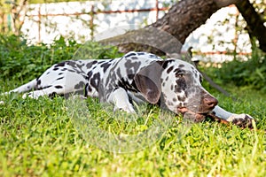 Young,beautiful labrador dalmatian dog playing with a stick.Portrait of brown and white dalmatian dog breed lying on a