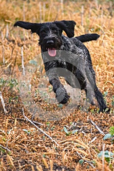 A young, beautiful, liver, black and white ticked German Wirehaired Pointer dog walking on the grass. The Drahthaar has a distinct