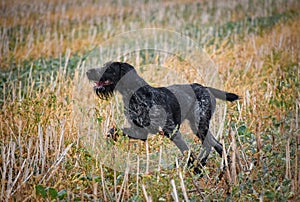 A young, beautiful, liver, black and white ticked German Wirehaired Pointer dog walking on the grass. The Drahthaar has a distinct