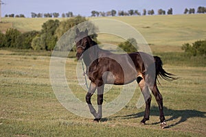 A young beautiful lonely horse of a dark bay color grazes and walks in a green meadow on a sunny day,,