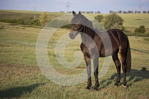 A young beautiful lonely horse of a dark bay color grazes and walks in a green meadow on a sunny day..