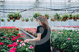 Young beautiful long-haired girl in a greenhouse with colorful flowers petunias in spring