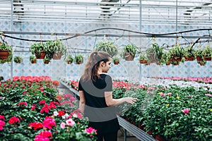 Young beautiful long-haired girl in a greenhouse with colorful flowers petunias in spring