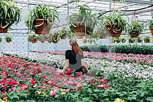 Young beautiful long-haired girl in a greenhouse with flowers petunias in spring