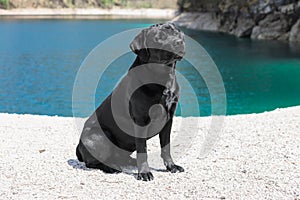 Young beautiful purebred Labrador with black hair shining in the sun on emerald Tovel Lake shore high in the mountains