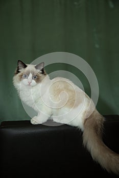 Young beautiful purebred Ragdoll cat at home