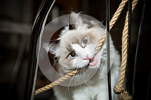 Young beautiful purebred Ragdoll cat at home