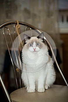 Young beautiful purebred Ragdoll cat at home