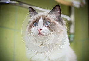 Young beautiful purebred Ragdoll cat at home