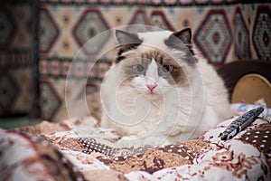 Young beautiful purebred Ragdoll cat at home