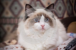 Young beautiful purebred Ragdoll cat at home