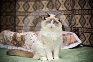 Young beautiful purebred Ragdoll cat at home