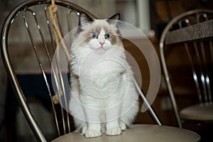 Young beautiful purebred Ragdoll cat at home