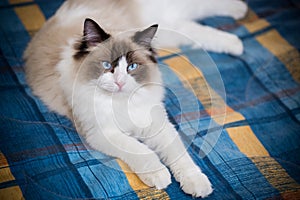 Young beautiful purebred Ragdoll cat at home