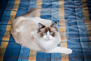 Young beautiful purebred Ragdoll cat at home