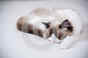 Young beautiful purebred Ragdoll cat at home