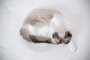 Young beautiful purebred Ragdoll cat at home