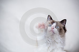 Young beautiful purebred Ragdoll cat at home