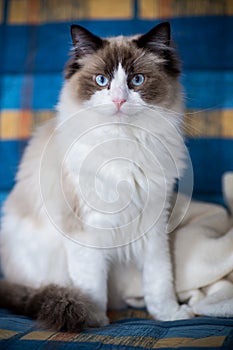 Young beautiful purebred Ragdoll cat at home