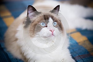 Young beautiful purebred Ragdoll cat at home