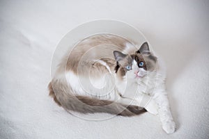 Young beautiful purebred Ragdoll cat at home