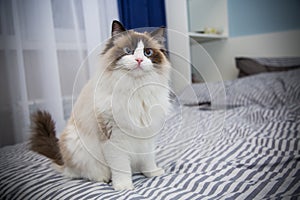 Young beautiful purebred Ragdoll cat at home