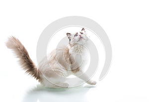 Young beautiful Ragdoll cat on white background