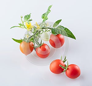 Young beautiful ripe cherry tomatoes with tomato flowers and young beautiful young green leaves