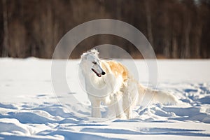Young and beautiful russian borzoi dog or wolfhound standing on the snow in the field in winter